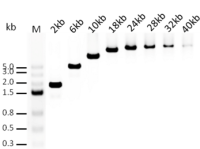 2× Long Taq PCR ProMix