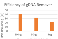 Robust First Strand cDNA Synthesis Kit(+gDNA Clearer)