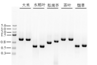 Plant Tissue Direct PCR Kit
