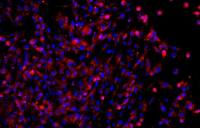大鼠椎间盘髓核细胞