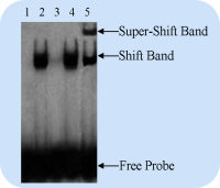 EMSA探针合成技术服务