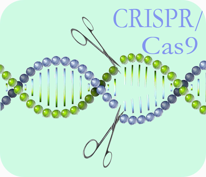 CRISPR/Cas9基因敲除技术服务