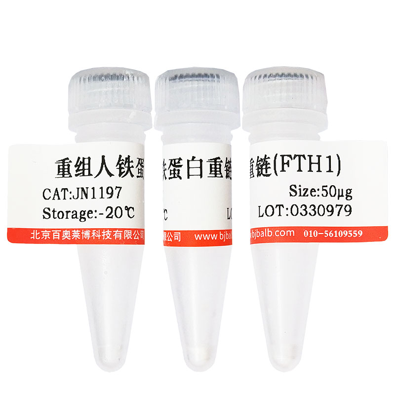 重组幽门螺杆菌CagA蛋白(＞90%)北京厂家