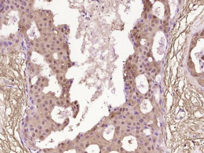 蛋白激酶A锚定蛋白7抗体