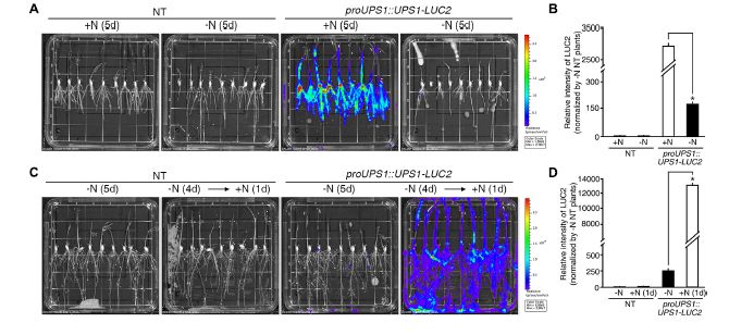 IVIS 视角——IVIS 系统在植物领域的应用（一）