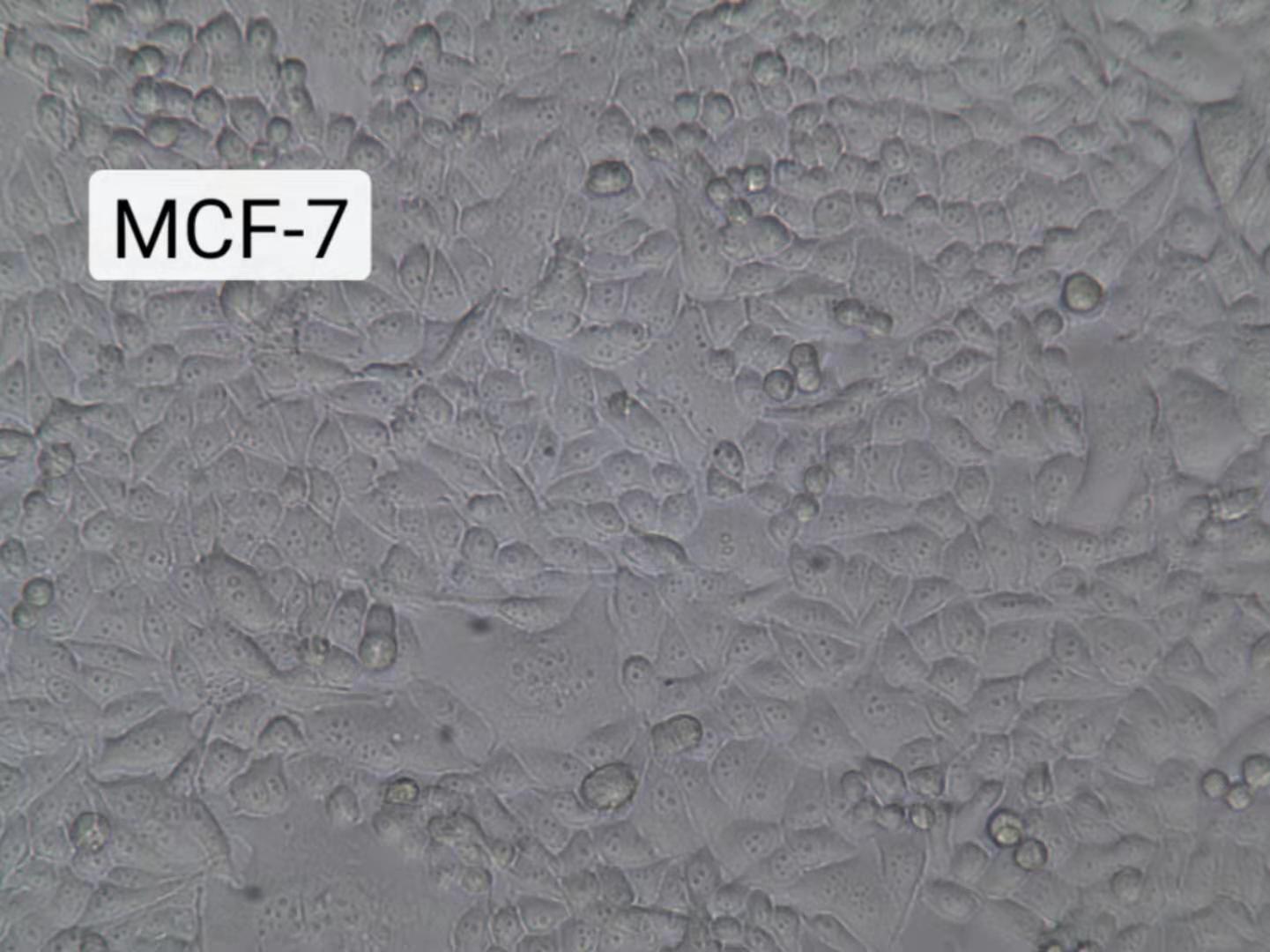 MCF7细胞
