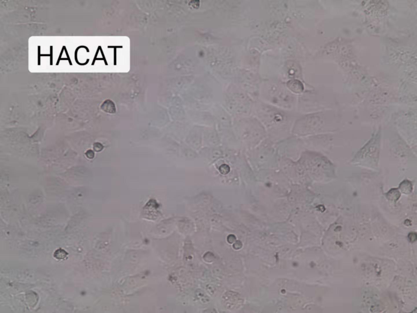 HACAT细胞