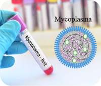 支原体检测技术服务