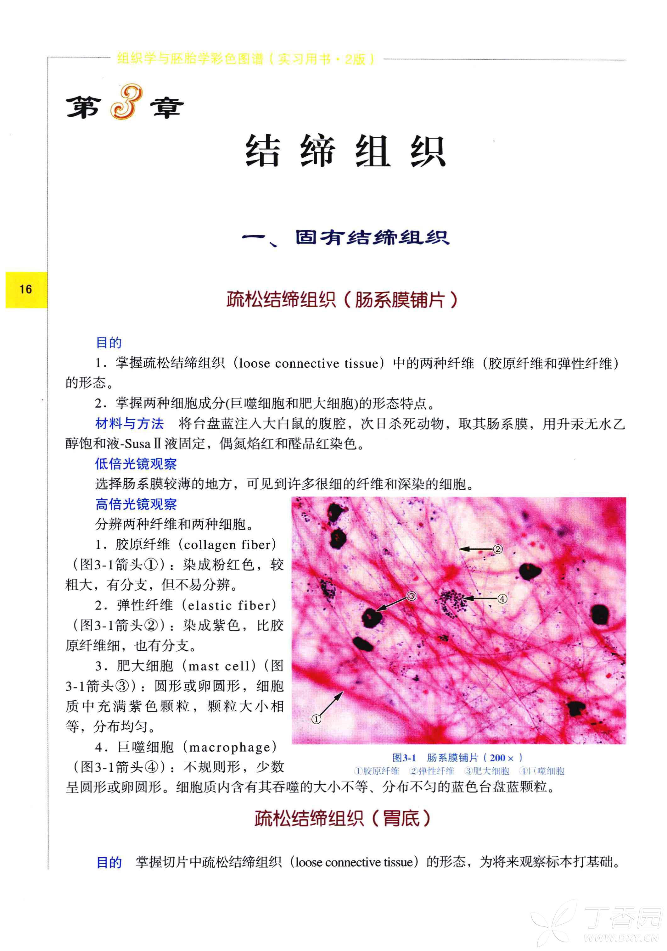 组织学与胚胎学彩色图谱