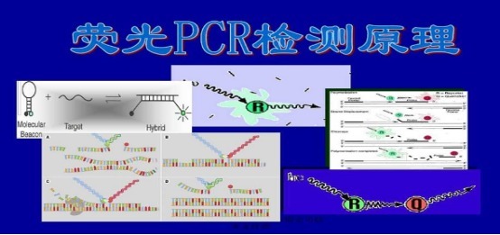 冬虫夏草探针法PCR鉴定试剂盒50次