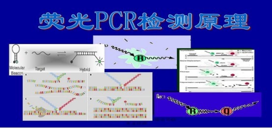 麻黄根探针法PCR鉴定试剂盒50次