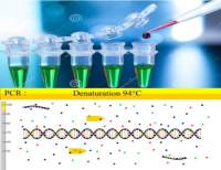 侧柏叶探针法PCR鉴定试剂盒50次