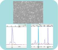 细胞系STR鉴定技术服务