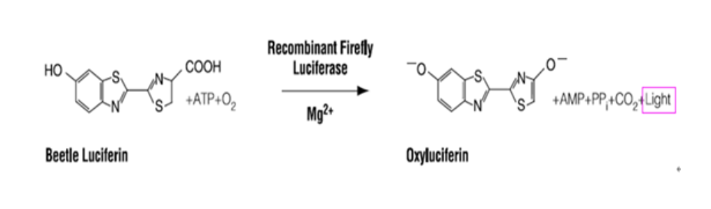 单萤光素酶检测试剂盒