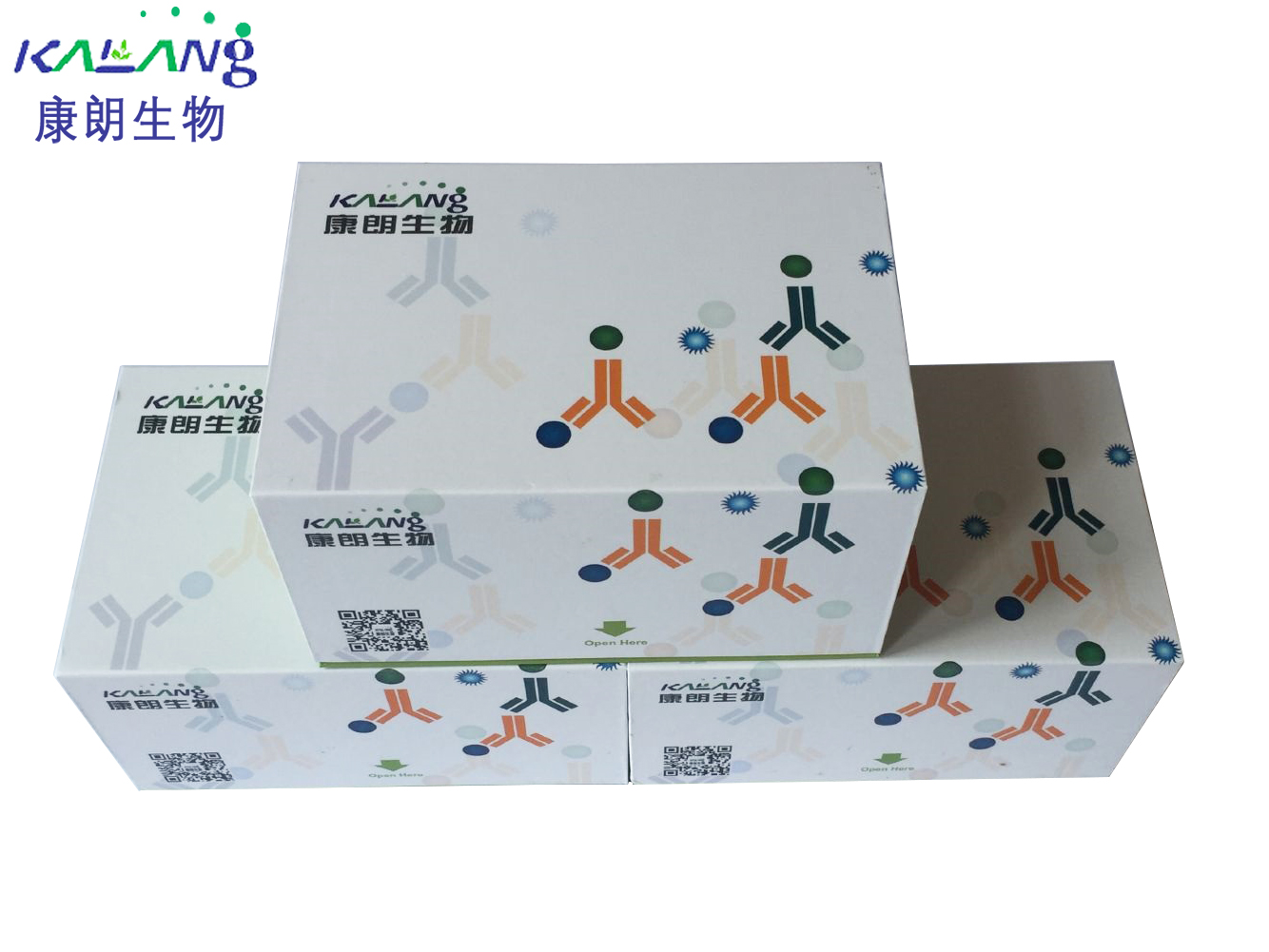 氨基比林-N-去甲基化酶（AND）测试盒(可见分光光度法)