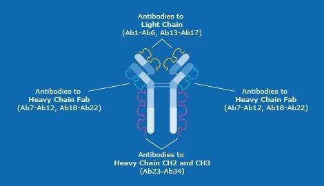 单抗药物研究，ELISA 能做的原来那么多！
