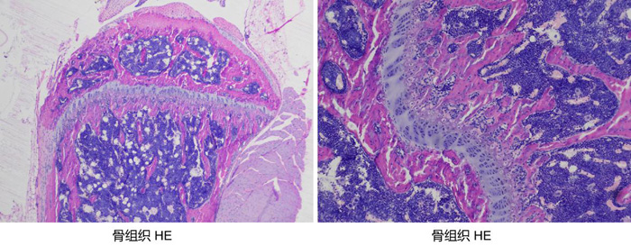 未脱钙骨硬组织切片染色