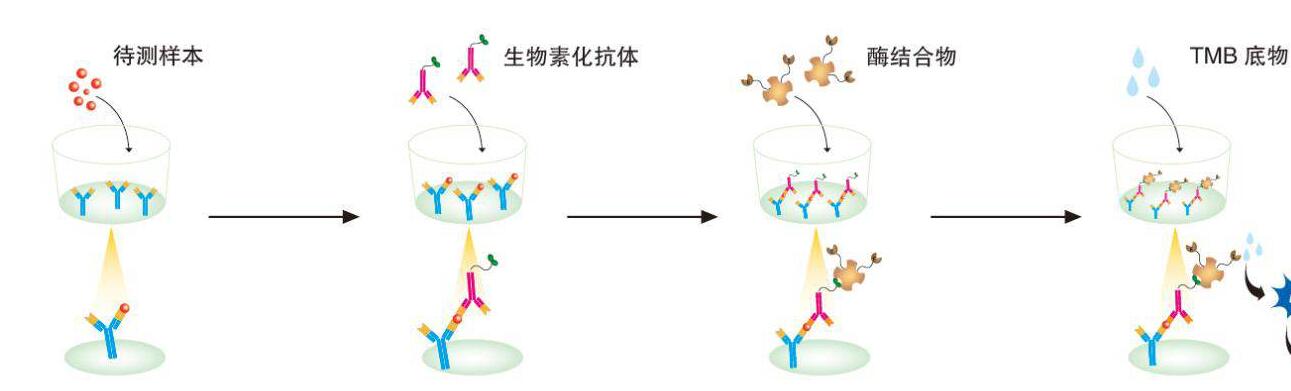 Borrelia Blot IgG, (anti-Borre