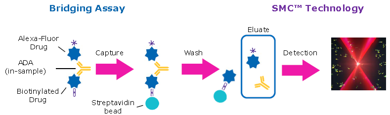 抗体药研发与免疫原性的刀光剑影