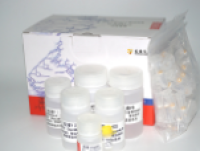 酵母质粒DNA小量提取试剂盒