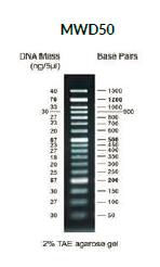 DNA Marker