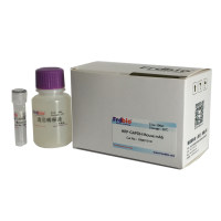 精品单抗抗体集中营