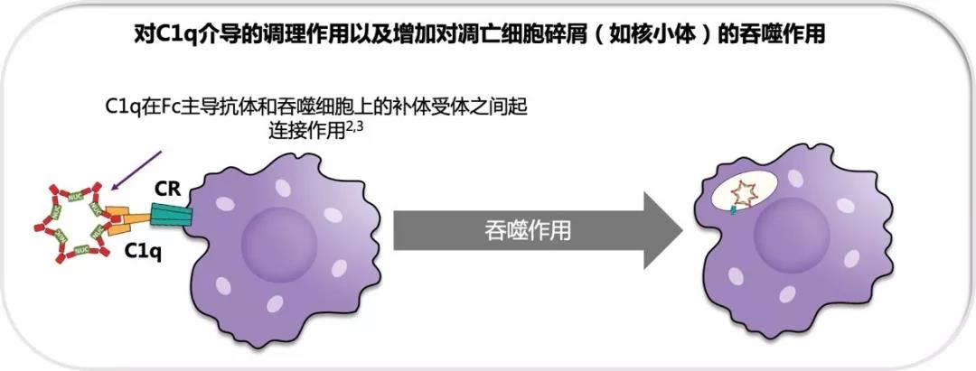 自身抗体和补体,SLE 治疗不可不说的生物标志物