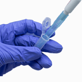 CO-IP 檢測 / WB 檢測