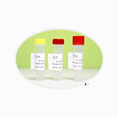 β-肌動蛋白/β-Actin 抗體（內參抗體）