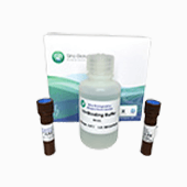 Annexin V 凋亡檢測試劑盒