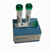 LipoD293 體外 DNA 轉染試劑