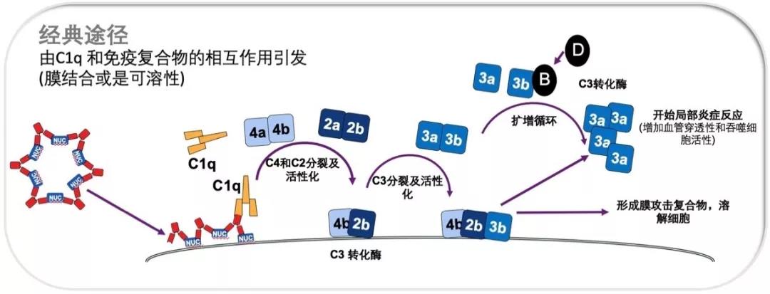 自身抗体和补体,SLE 治疗不可不说的生物标志物