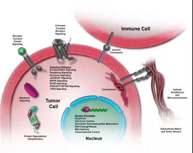 靶向抗肿瘤药物之单抗篇