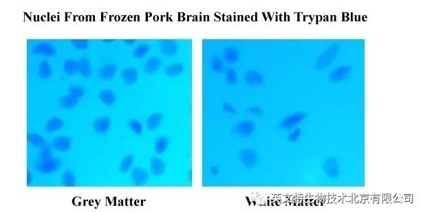 新品速递|单个细胞核分离又添“利器”！