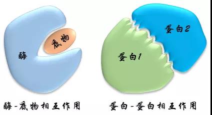 PPI 调节剂，你想好怎么筛了吗？