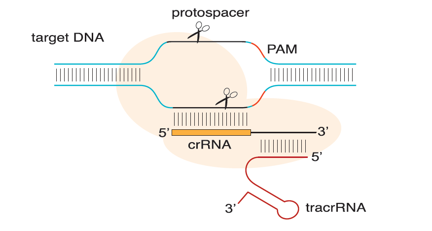 riboEDIT CRISPR-Cas9 mRNA Guarantee Set, 20T（基因编辑效率保证套装）