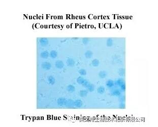 新品速递|单个细胞核分离又添“利器”！