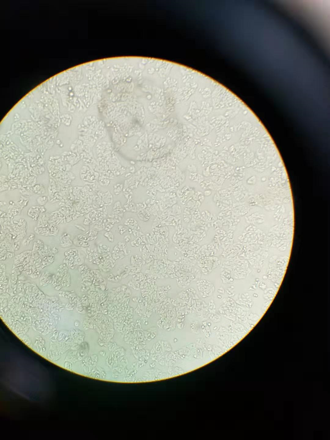 胎牛血清Cellsera试用报告