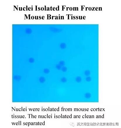 新品速递|单个细胞核分离又添“利器”！