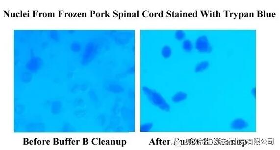 新品速递|单个细胞核分离又添“利器”！