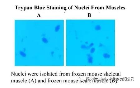 新品速递|单个细胞核分离又添“利器”！
