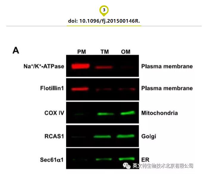 【收藏】细胞器蛋白定位，你需要这些 Marker！
