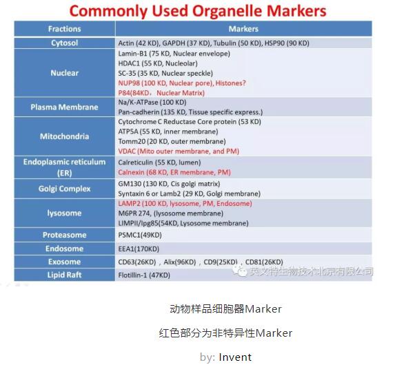 【收藏】细胞器蛋白定位，你需要这些 Marker！