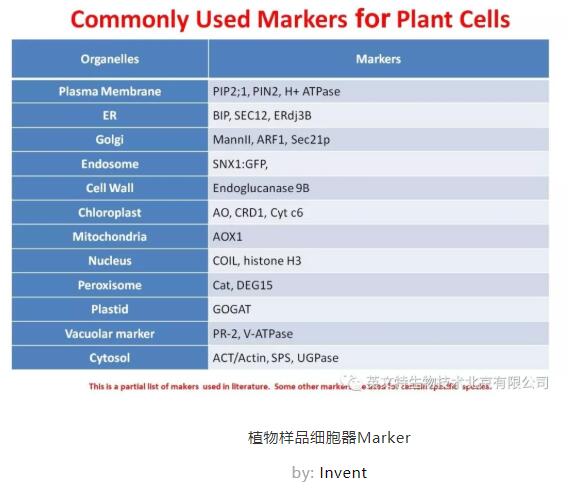 【收藏】细胞器蛋白定位，你需要这些 Marker！