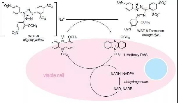 【新品大促】CCK-8试剂盒惊喜来袭！