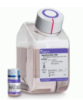 StemPro™ MSC SFM XenoFree 培养基