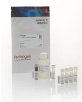Invitrogen Qubit RNA Assay Kit RNAQ32855