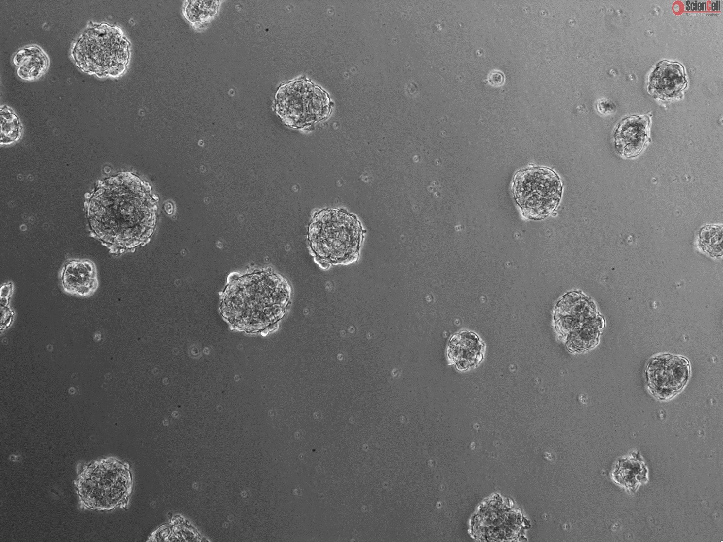 Ready-to-use 3D Human Chondrocyte-articular Spheroid Kit