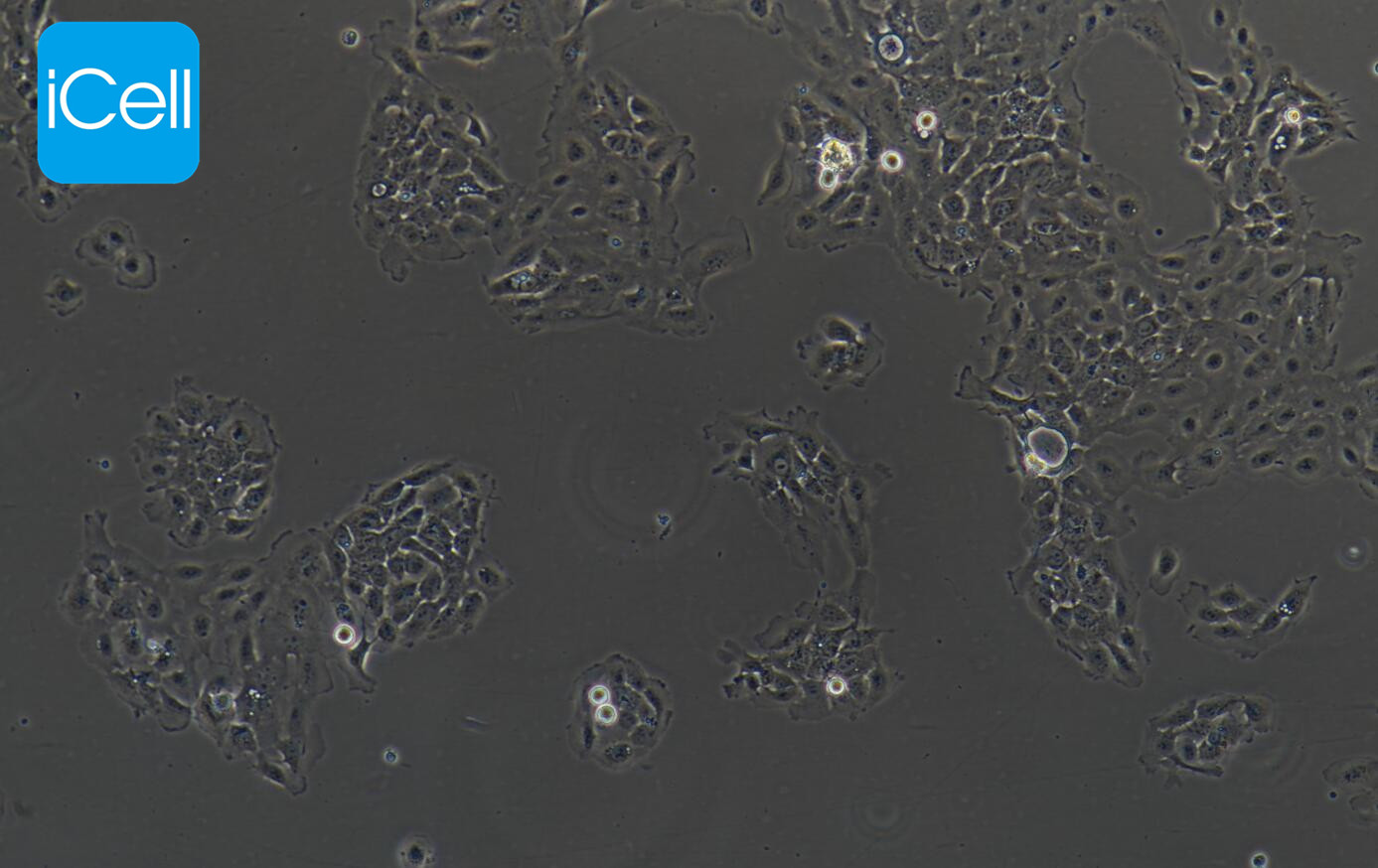 NCI-H292 人肺癌细胞(淋巴结转移)  STR鉴定 镜像绮点