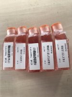 人肾小球内皮细胞/免疫荧光鉴定/镜像绮点（Cellverse）